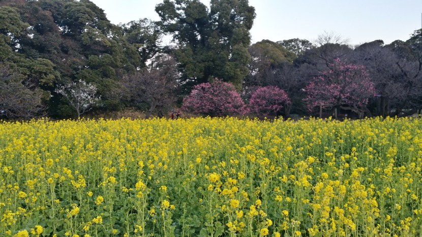 20170122_165132_Richtone(HDR)